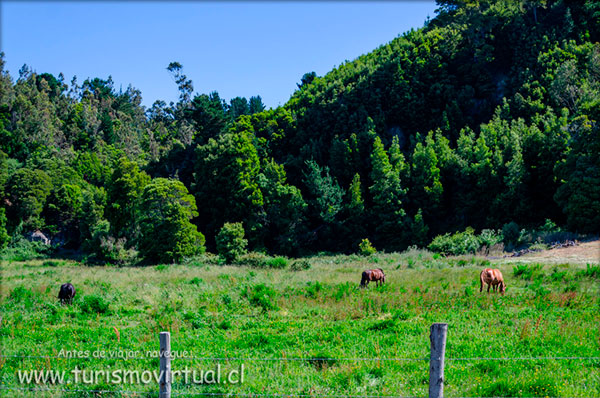 Terrazas de Curaquilla