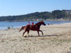 Domando caballos en la playa