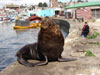 Lobo Marino en Puerto de Talcahuano